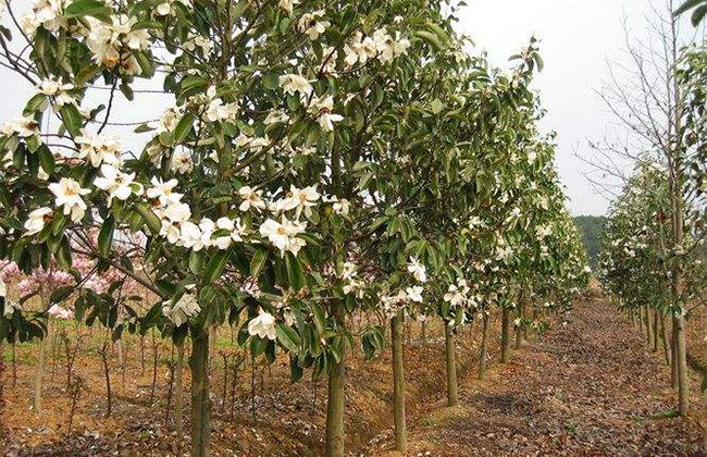 含笑花 含笑花