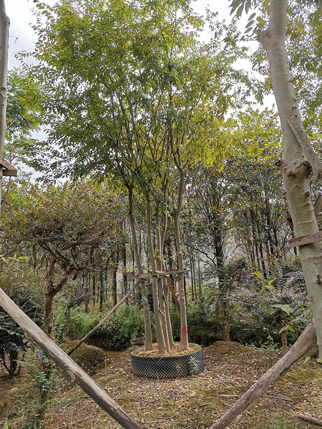 朴树种植前景 朴树种植前景