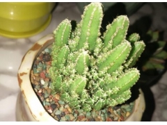 万重山会开花吗 开花花语与寓意