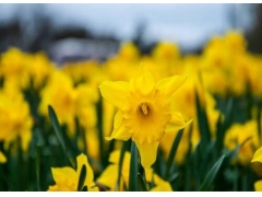 水仙花是什么季节开放的  春节开花条件
