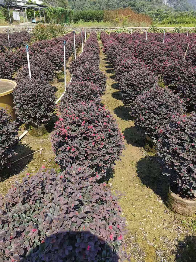 红花继木有毒吗?红花继木的应用价值 红花继木有毒吗?红花继木的应用价值