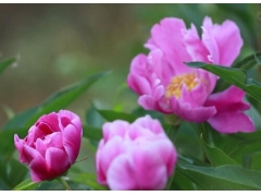 芍药最好看花大的品种有哪些 什么品种最好看