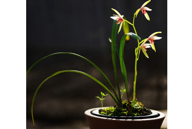 世界十大香花 栀子花排第一，茉莉花最受欢迎