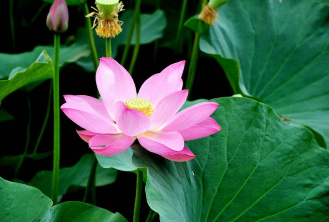世界十大香花 栀子花排第一，茉莉花最受欢迎