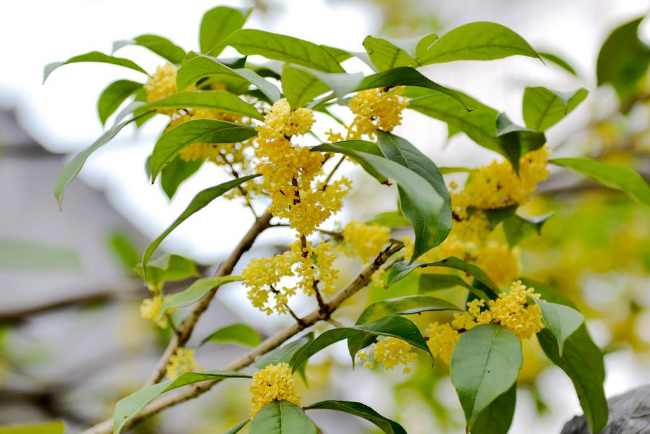 世界十大香花 栀子花排第一，茉莉花最受欢迎
