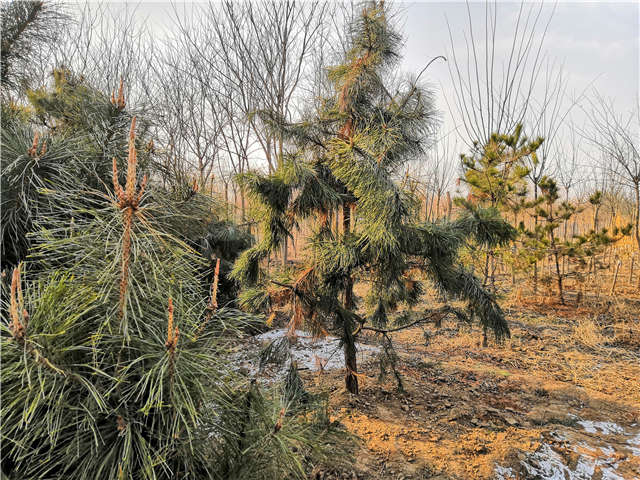 油松照片种植基地实拍 油松照片种植基地实拍