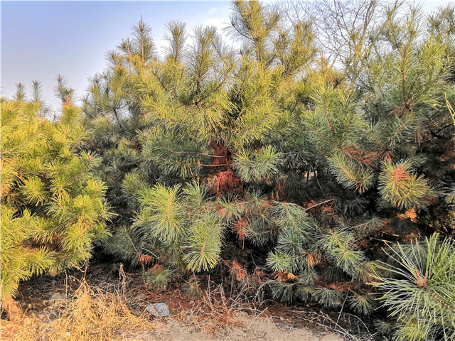 油松照片种植基地实拍 油松照片种植基地实拍