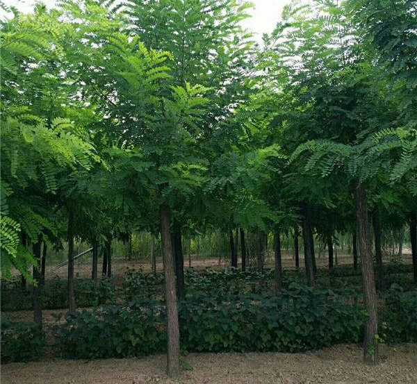 红花刺槐苗种植基地 红花刺槐苗种植基地