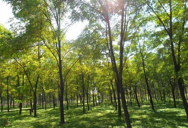 红花刺槐苗种植基地 红花刺槐苗种植基地