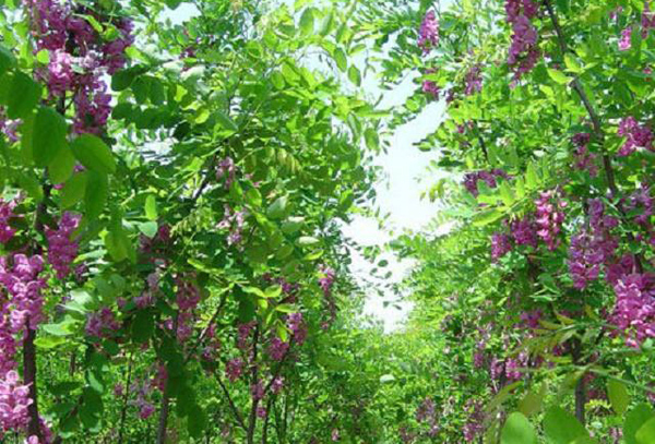 红花刺槐苗种植基地 红花刺槐苗种植基地