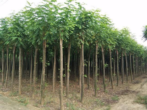 红花刺槐苗种植基地 红花刺槐苗种植基地