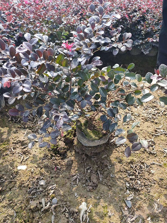 红花继木 红花继木