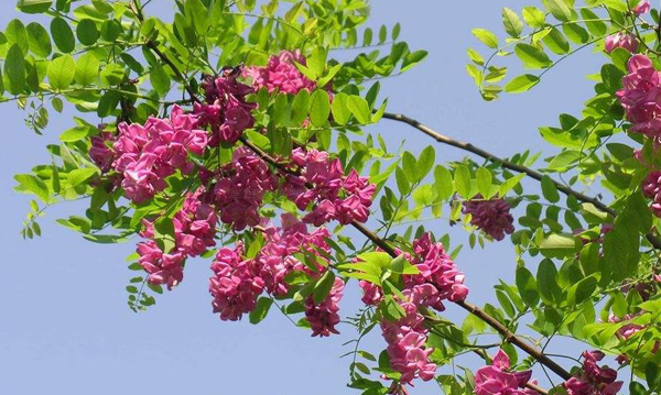 红花刺槐 红花刺槐