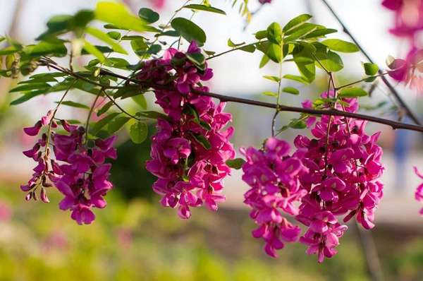 红花刺槐 红花刺槐