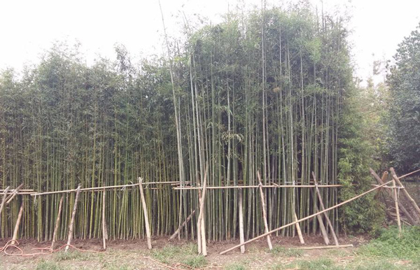 刚竹 刚竹
