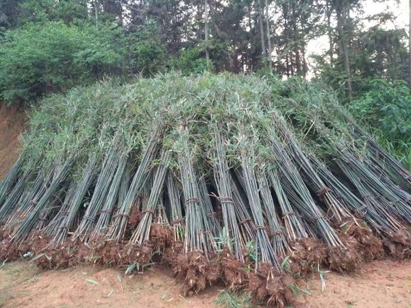 刚竹 刚竹