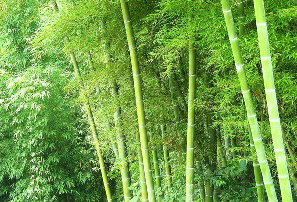 刚竹 刚竹