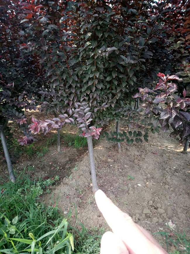 红叶碧桃如何种植?红叶碧桃的栽植技术 红叶碧桃如何种植?红叶碧桃的栽植技术