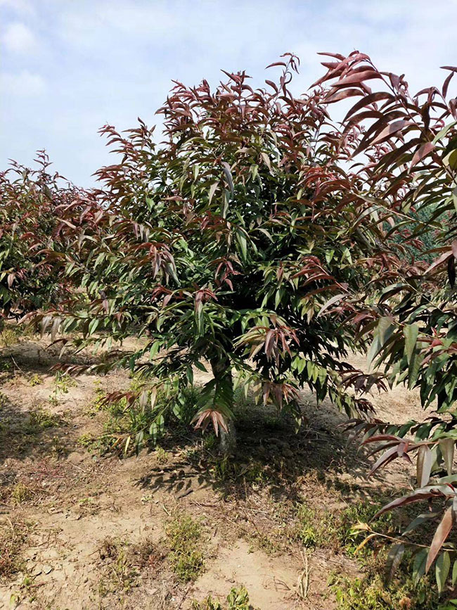 红叶碧桃如何嫁接?红叶碧桃的嫁接方法 红叶碧桃如何嫁接?红叶碧桃的嫁接方法