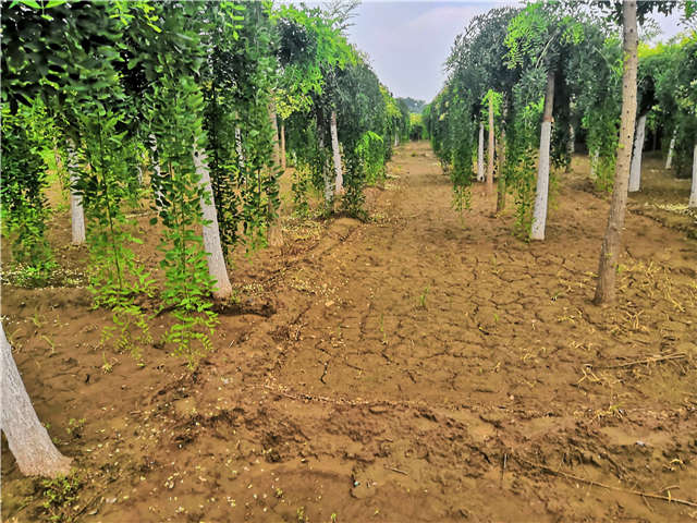 沭阳长景园林龙爪槐种植基地实拍图片 沭阳长景园林龙爪槐种植基地实拍图片