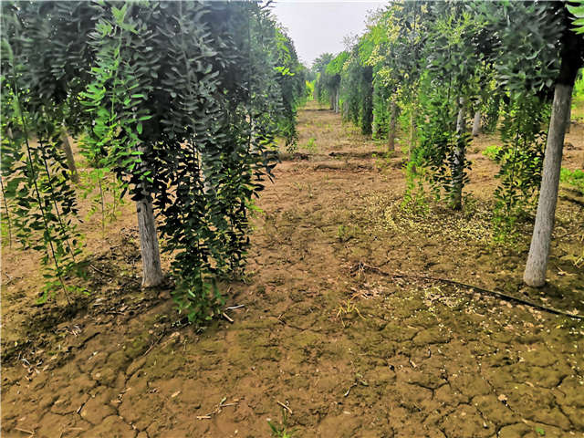 沭阳长景园林龙爪槐种植基地实拍图片 沭阳长景园林龙爪槐种植基地实拍图片