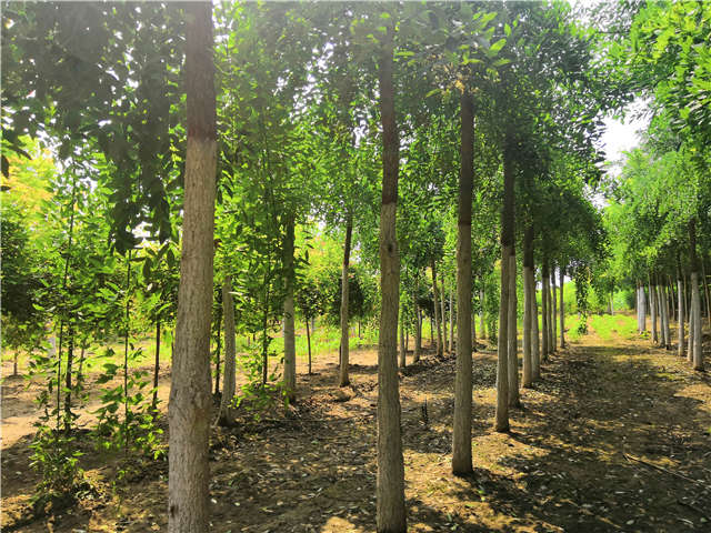 沭阳长景园林龙爪槐种植基地实拍图片 沭阳长景园林龙爪槐种植基地实拍图片