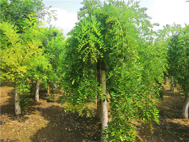 沭阳长景园林龙爪槐种植基地实拍图片 沭阳长景园林龙爪槐种植基地实拍图片