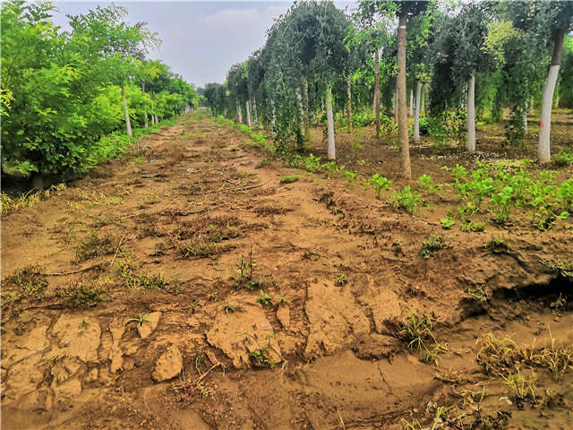 沭阳长景园林龙爪槐种植基地实拍图片 沭阳长景园林龙爪槐种植基地实拍图片