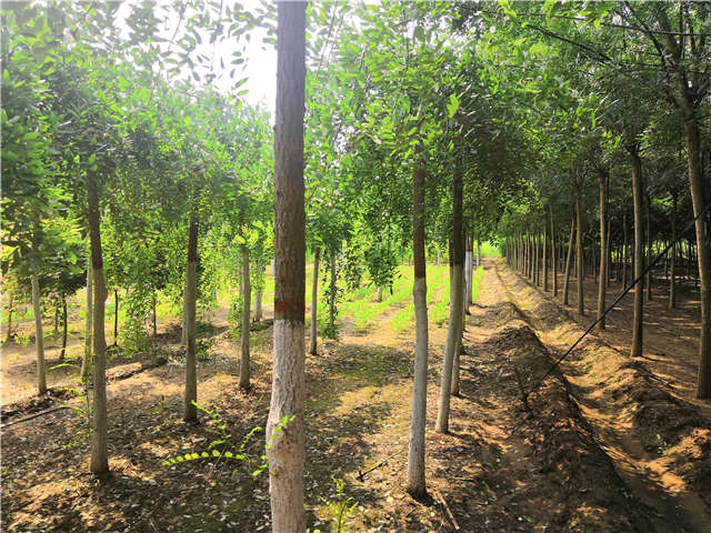 沭阳长景园林龙爪槐种植基地实拍图片 沭阳长景园林龙爪槐种植基地实拍图片