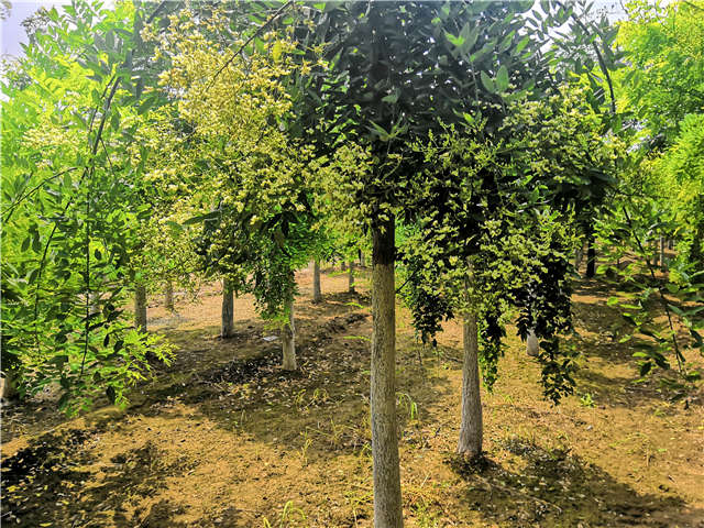 沭阳长景园林龙爪槐种植基地实拍图片 沭阳长景园林龙爪槐种植基地实拍图片