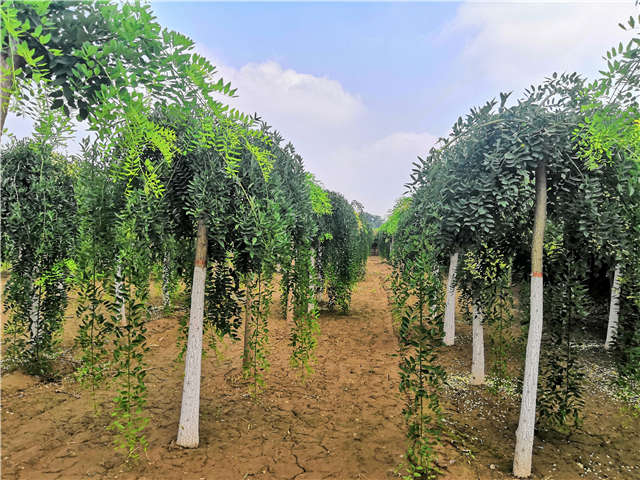沭阳长景园林龙爪槐种植基地实拍图片 沭阳长景园林龙爪槐种植基地实拍图片