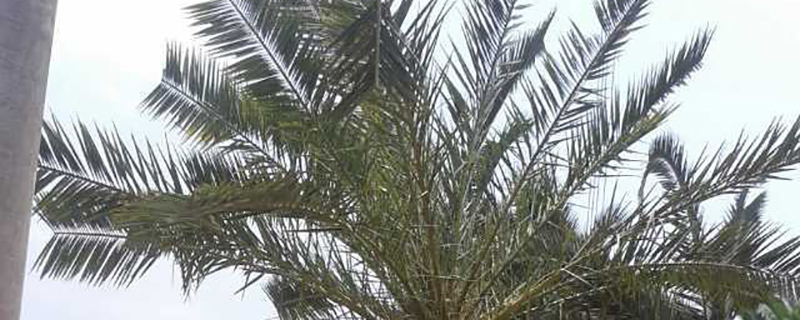4米刺葵树 4米刺葵树
