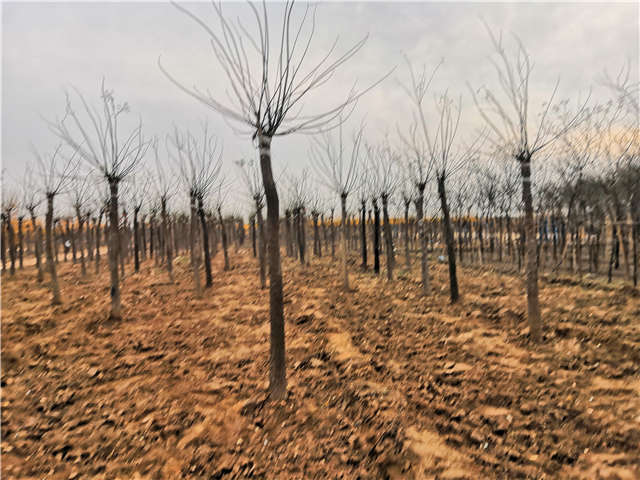 高接金叶槐照片种植基地实拍 高接金叶槐照片种植基地实拍