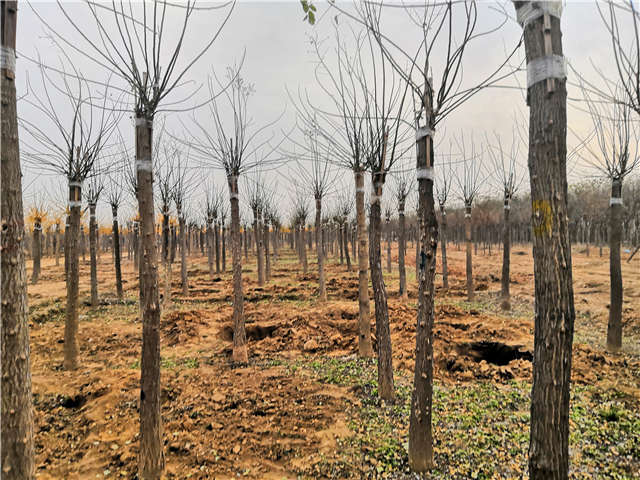 高接金叶槐照片种植基地实拍 高接金叶槐照片种植基地实拍