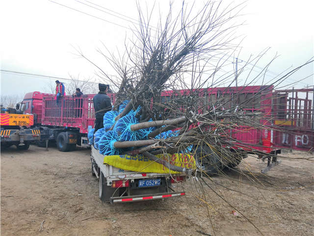 高接金叶槐装车现场 高接金叶槐装车现场