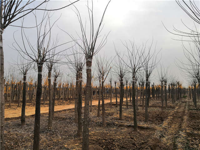 高接金叶槐照片种植基地实拍 高接金叶槐照片种植基地实拍