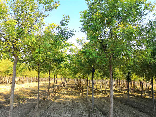 高接金叶槐照片种植基地实拍 高接金叶槐照片种植基地实拍