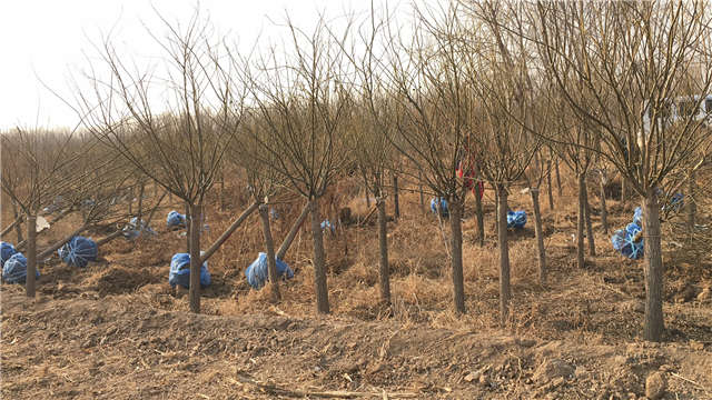 矮接金叶槐等待装车 矮接金叶槐等待装车