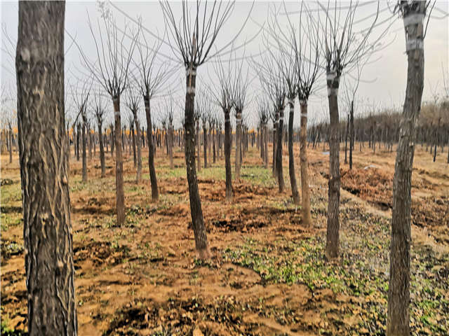 高接金叶槐照片种植基地实拍 高接金叶槐照片种植基地实拍