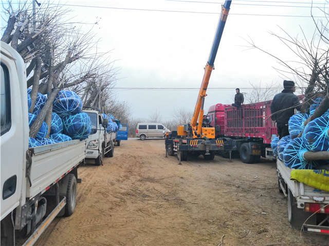 高接金叶槐装车现场 高接金叶槐装车现场