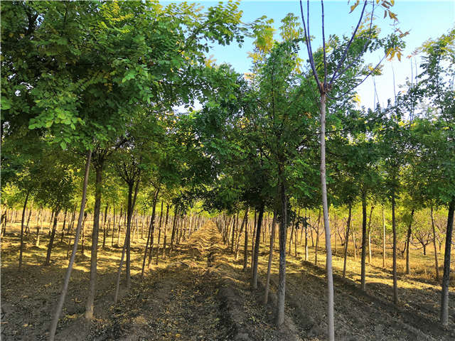 高接金叶槐照片种植基地实拍 高接金叶槐照片种植基地实拍