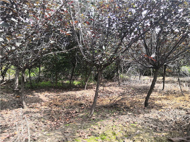沭阳长景园林紫叶矮樱种植基地实拍图片 沭阳长景园林紫叶矮樱种植基地实拍图片