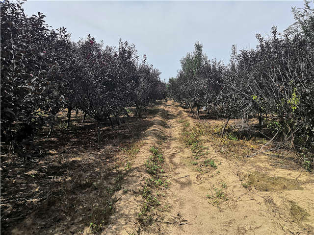 沭阳长景园林紫叶矮樱种植基地实拍图片 沭阳长景园林紫叶矮樱种植基地实拍图片