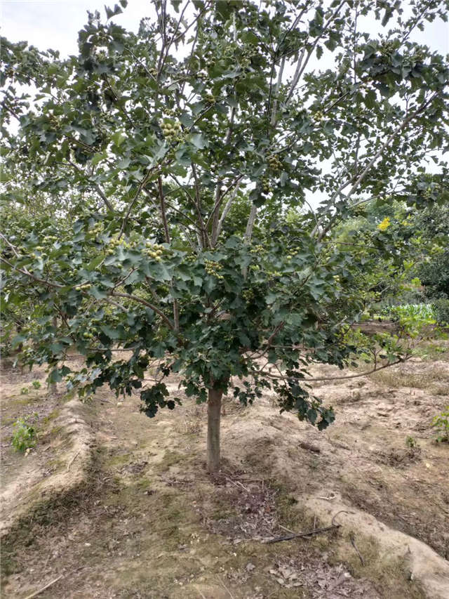 沭阳长景园林山楂种植基地实拍图片