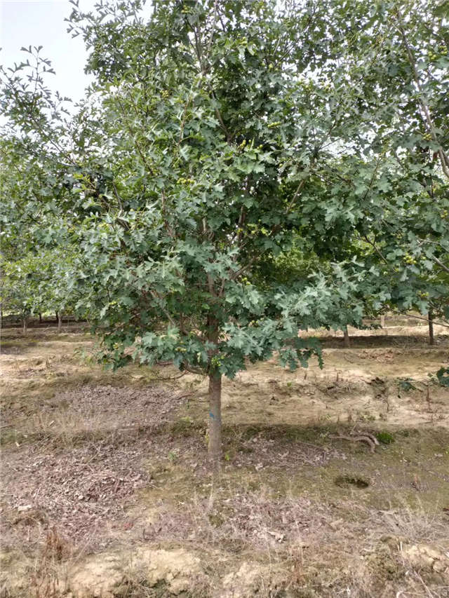 沭阳长景园林山楂种植基地实拍图片