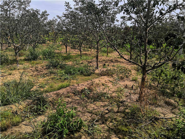 沭阳长景园林山楂种植基地实拍图片