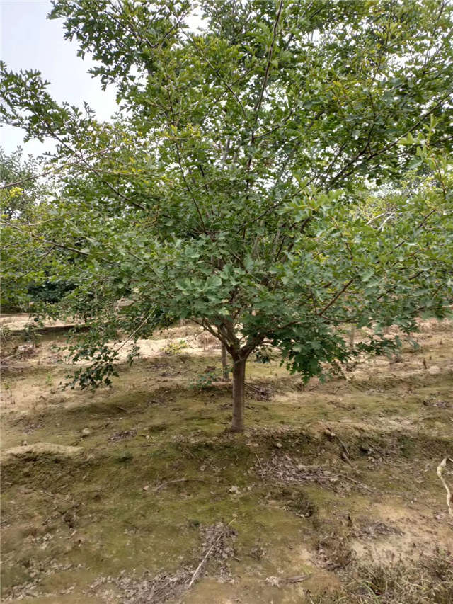 沭阳长景园林山楂种植基地实拍图片