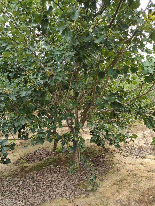 沭阳长景园林山楂种植基地实拍图片