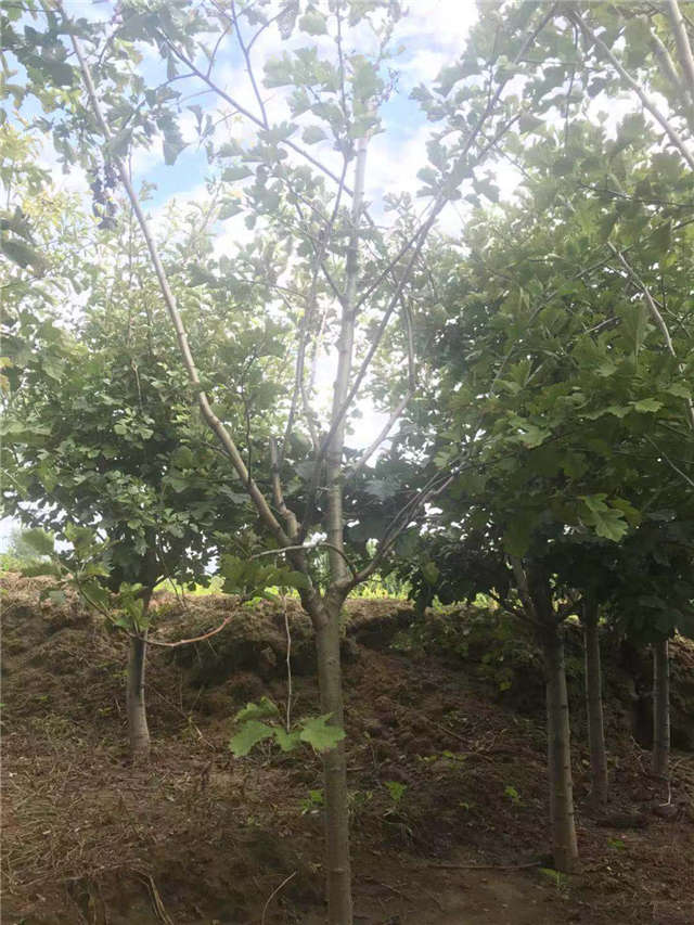 沭阳长景园林山楂种植基地实拍图片