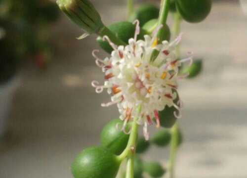 情人泪开花吗 开花的寓意与兆头-花海建设-长景园林网